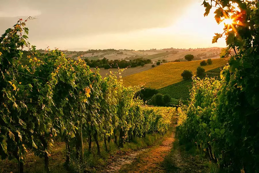 Strugurii de vin ecologic din provincia Modena 